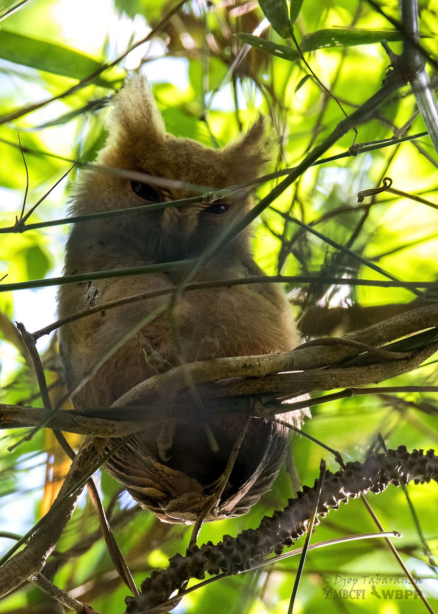 Philippine Scops-Owl - ML205701571
