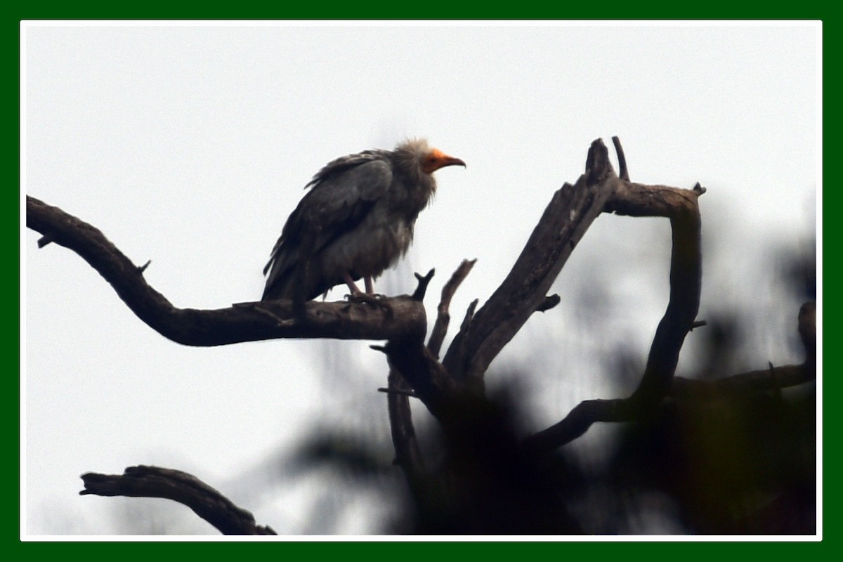 Red-headed Vulture - NIKHIL ADHIKARY