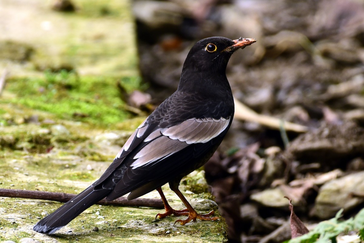 Gray-winged Blackbird - ML205702061