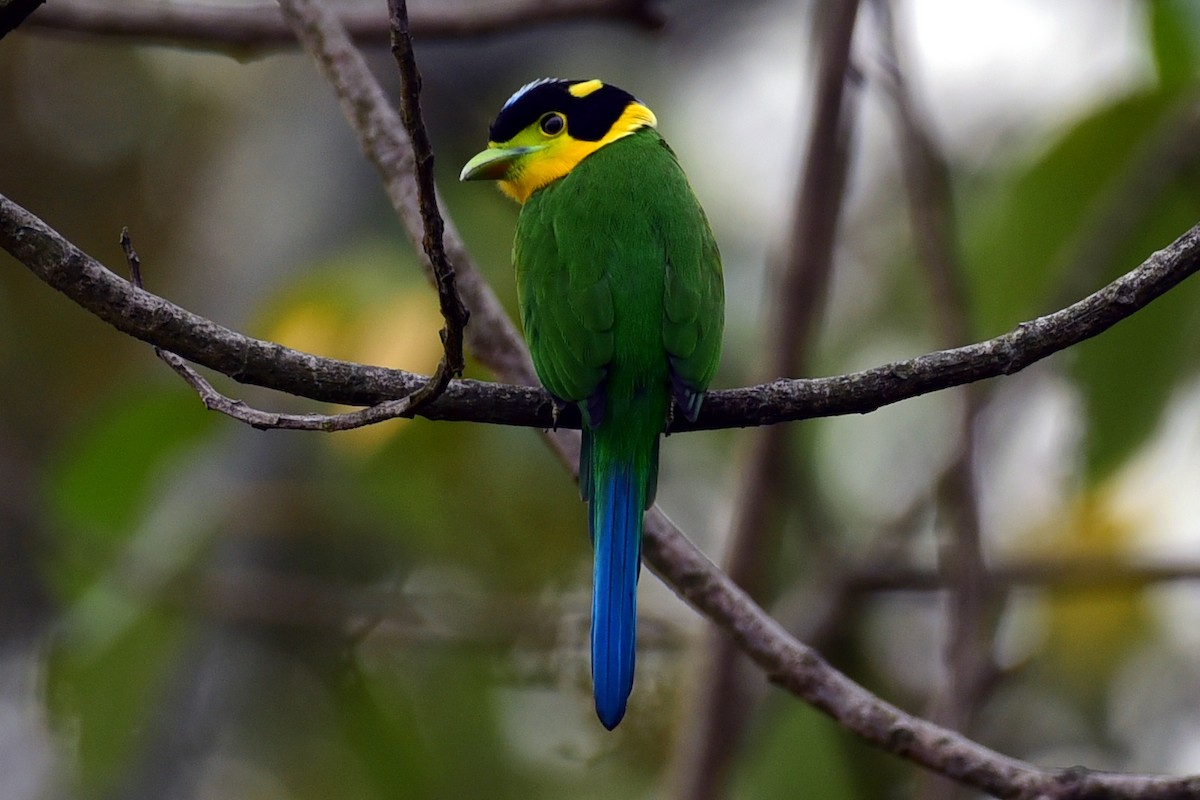 Long-tailed Broadbill - NIKHIL ADHIKARY