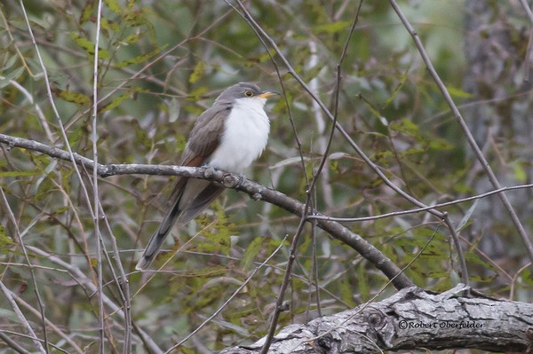 Yellow-billed Cuckoo - ML20570211