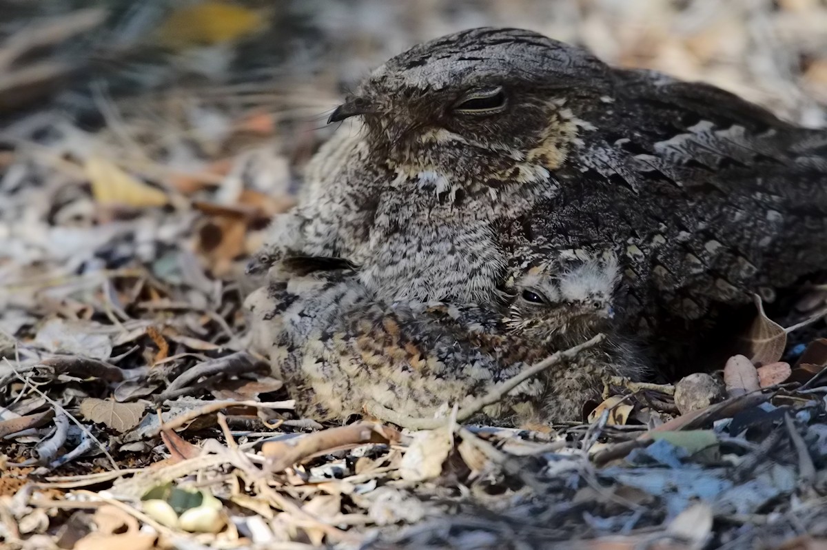 Madagascar Nightjar - ML205702261