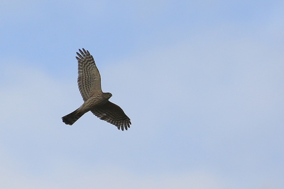 Sharp-shinned Hawk - ML20570241