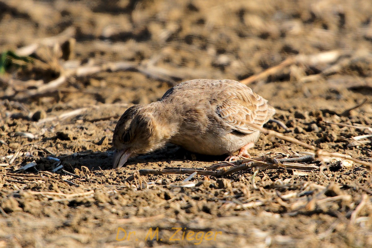 Ashy-crowned Sparrow-Lark - ML205702421