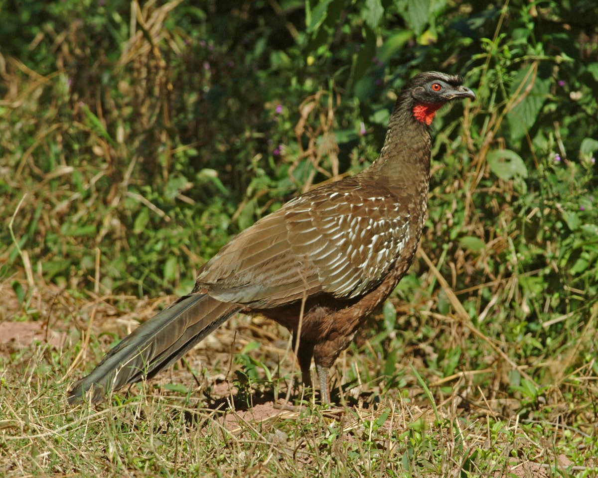 guan bolívijský - ML205702661