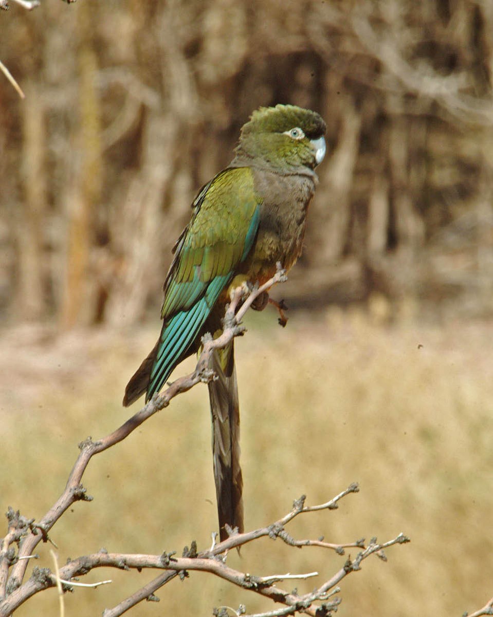 Patagonya Papağanı (andinus) - ML205702721