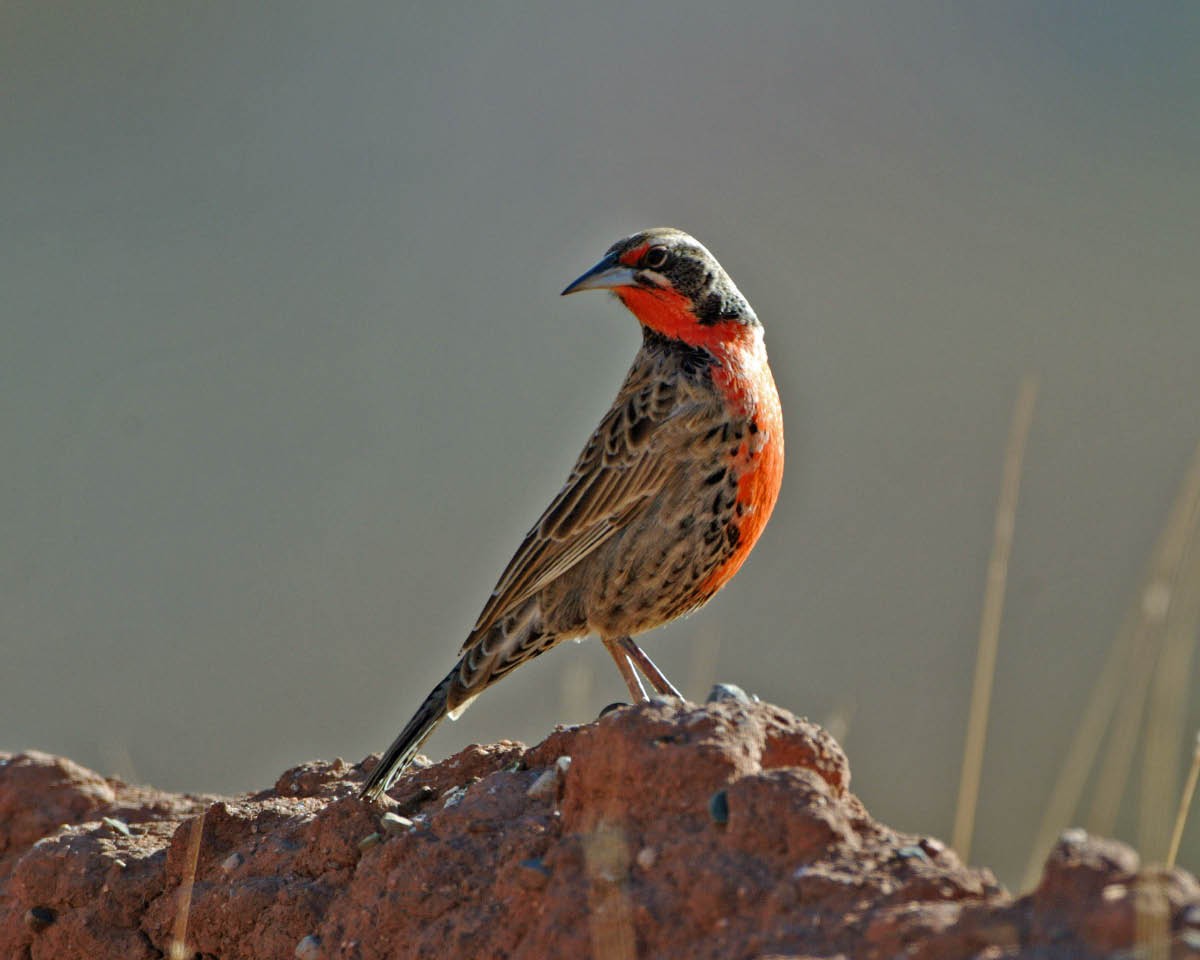 Long-tailed Meadowlark - ML205702731