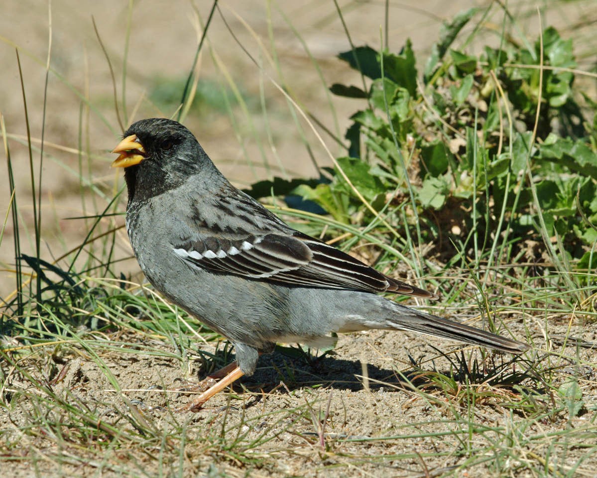 Mourning Sierra Finch (Mourning) - Tini & Jacob Wijpkema