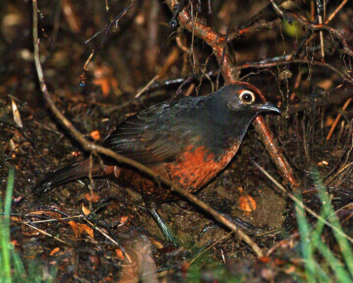 Black-throated Huet-huet - Tini & Jacob Wijpkema