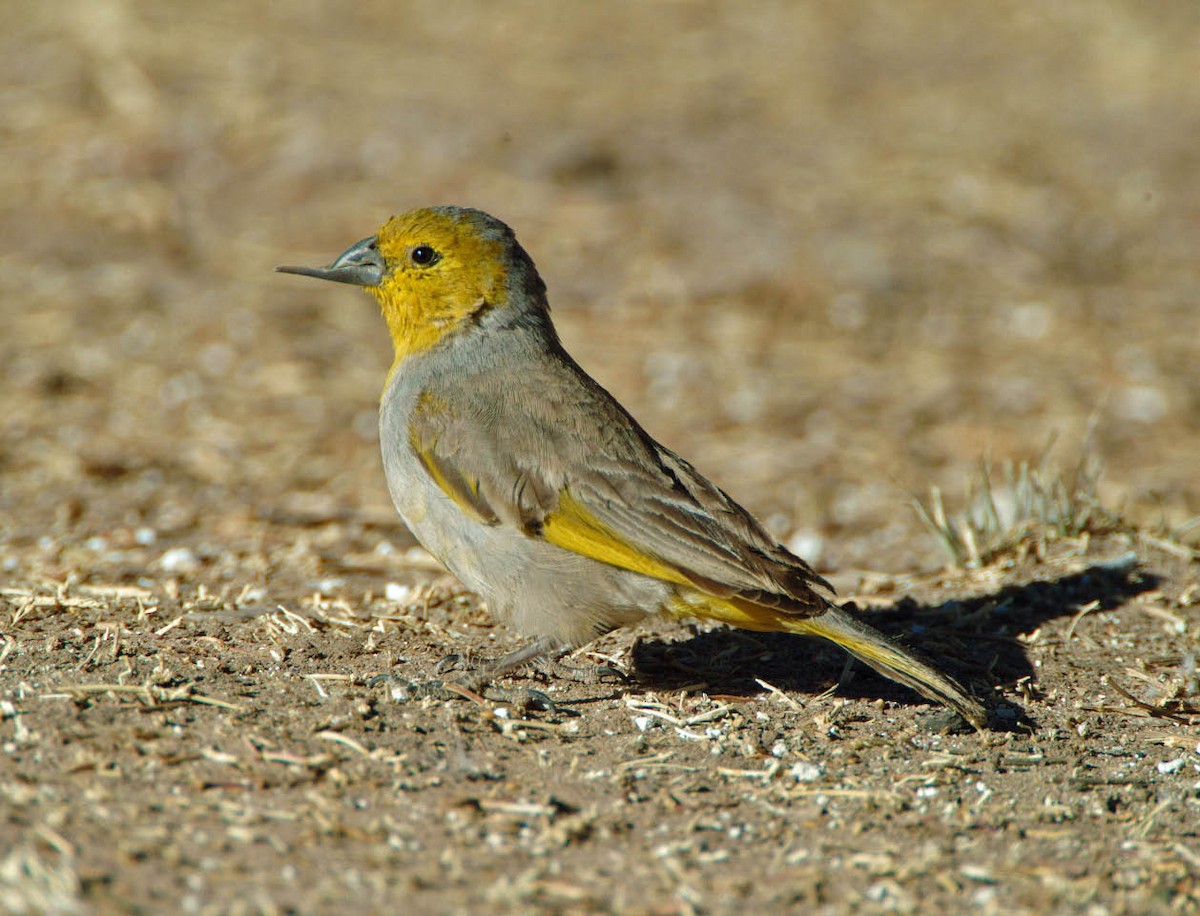 Citron-headed Yellow-Finch - Tini & Jacob Wijpkema