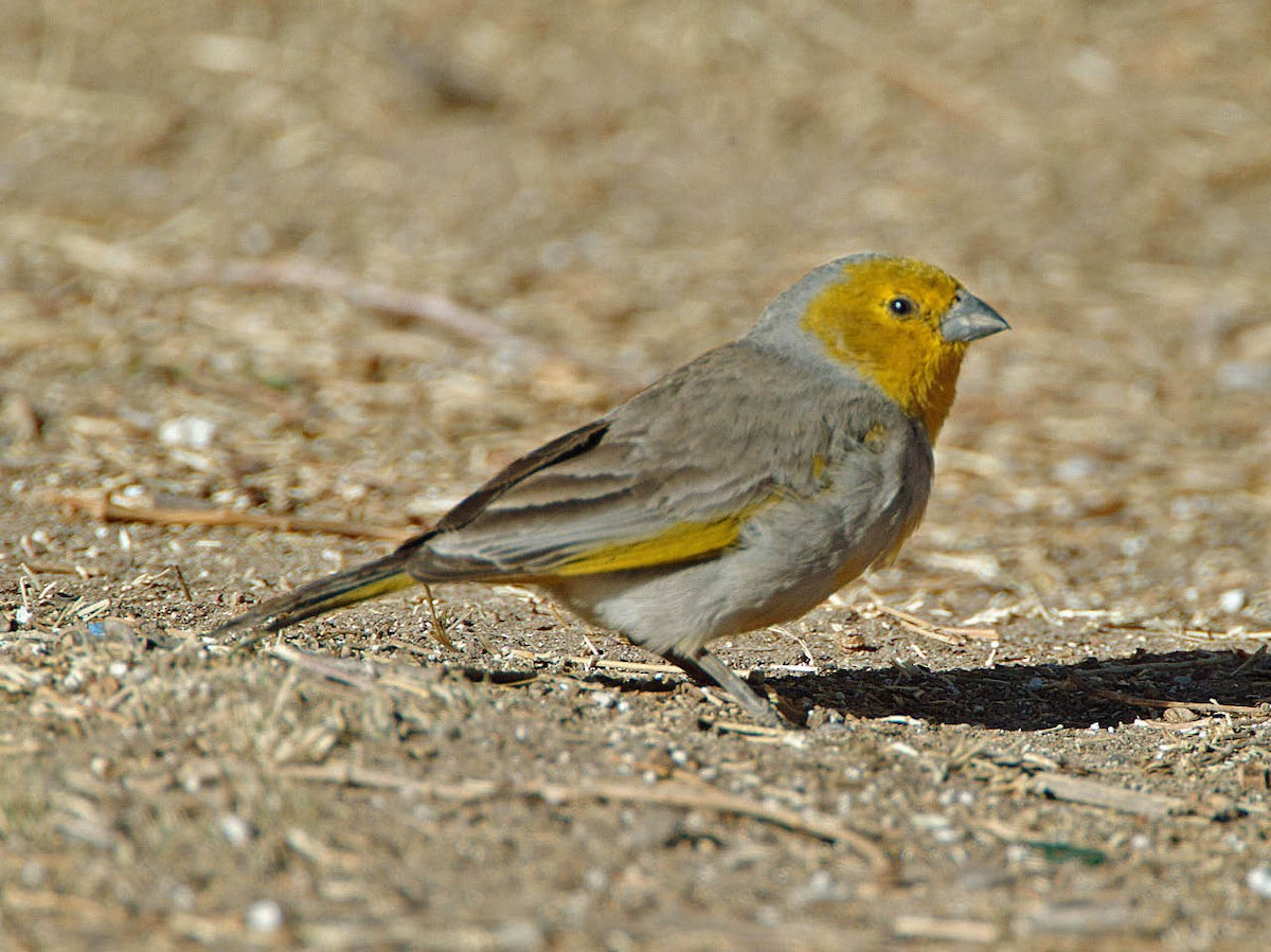 Citron-headed Yellow-Finch - ML205703011