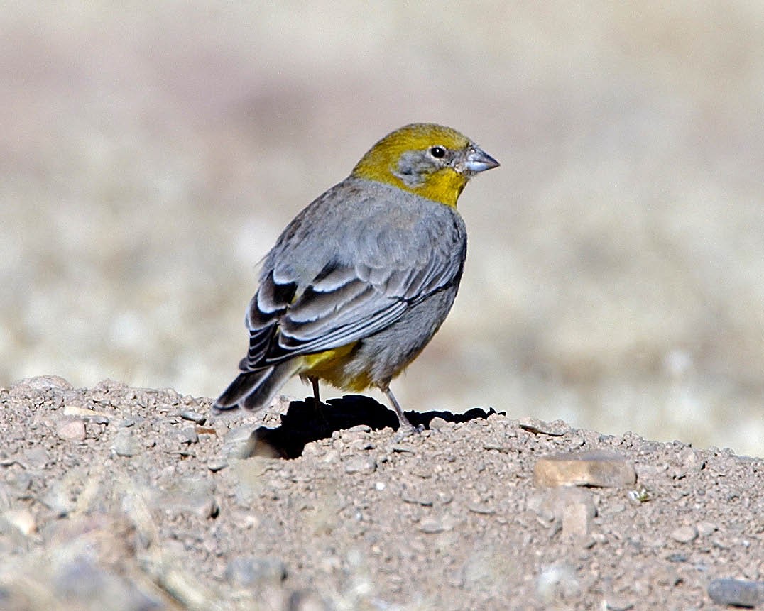 Bright-rumped Yellow-Finch - ML205703031