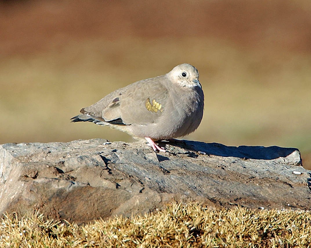 Golden-spotted Ground Dove - ML205703051