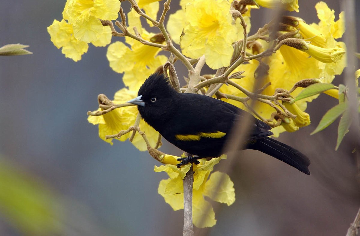 Golden-winged Cacique - Tini & Jacob Wijpkema
