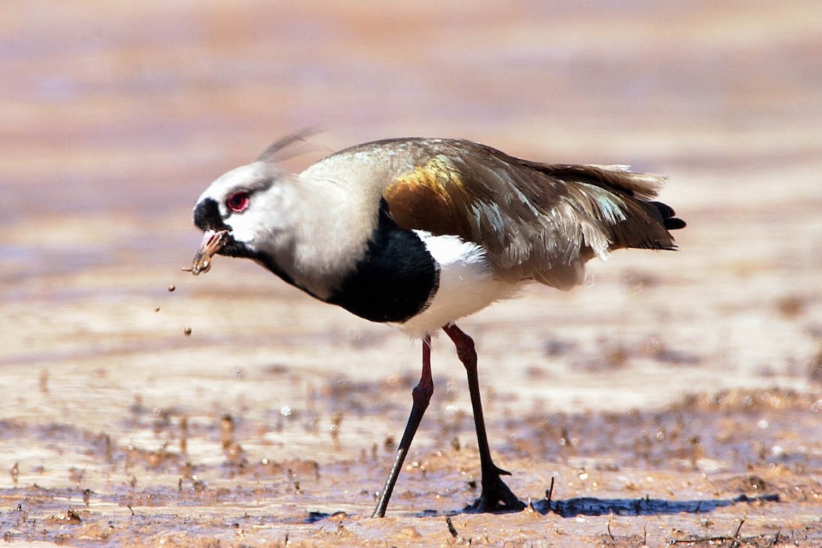 Southern Lapwing (lampronotus) - ML205703301