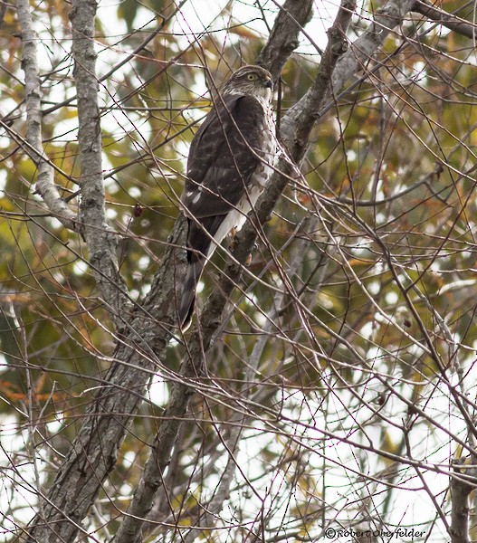 Sharp-shinned Hawk - ML20570331