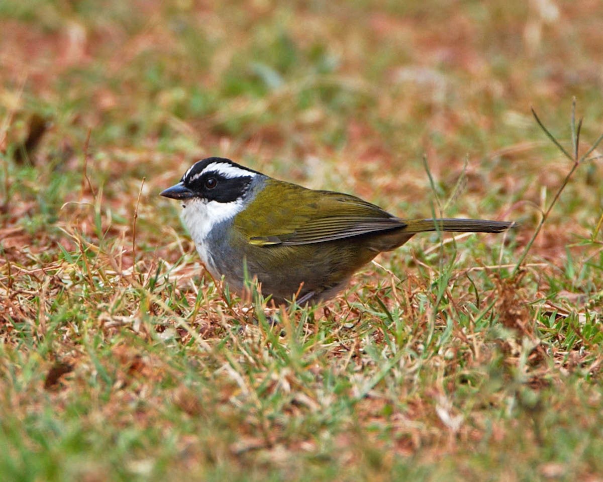 White-browed Brushfinch - ML205703321