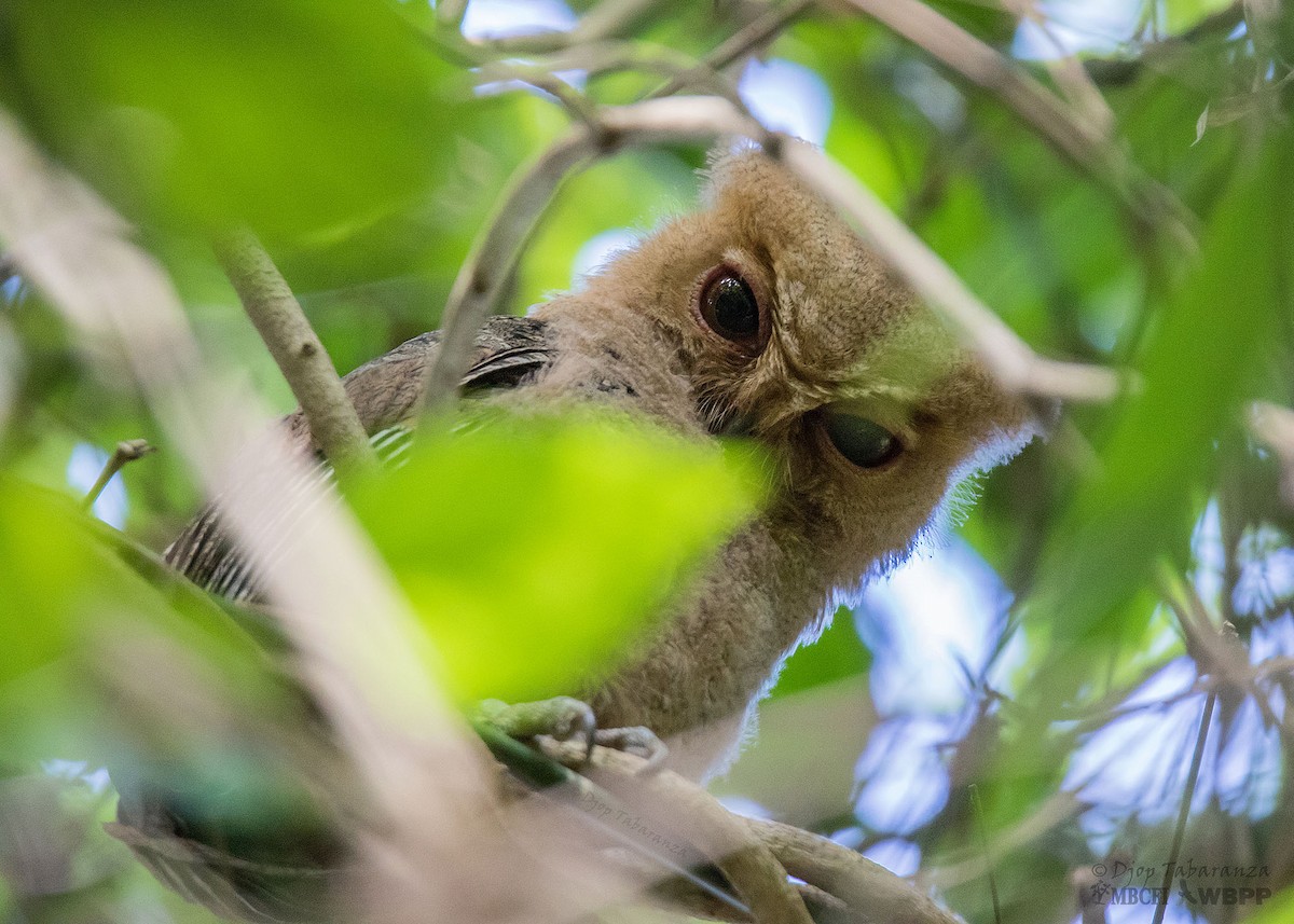 Philippine Scops-Owl - ML205703331