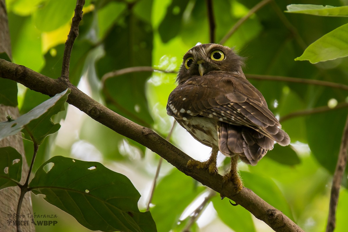 Luzon Boobook - Djop Tabaranza