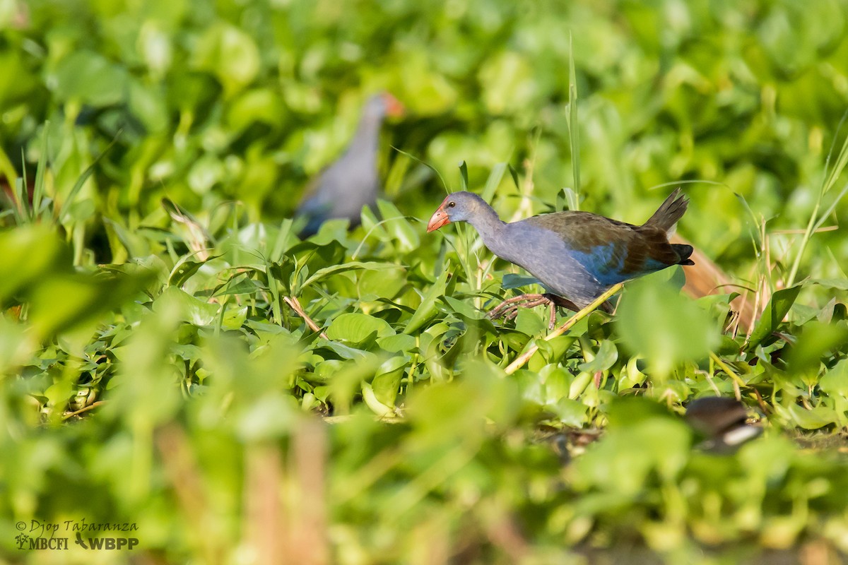 Philippine Swamphen - ML205703631