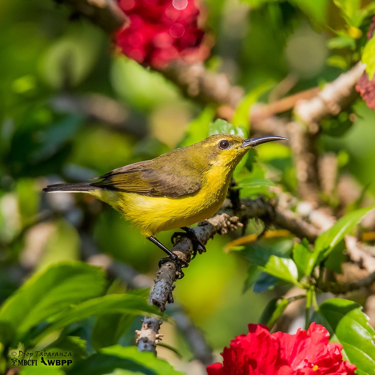 Garden Sunbird - ML205703641