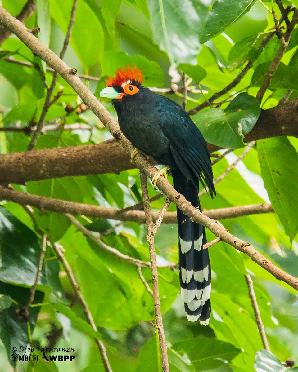 Red-crested Malkoha - Djop Tabaranza