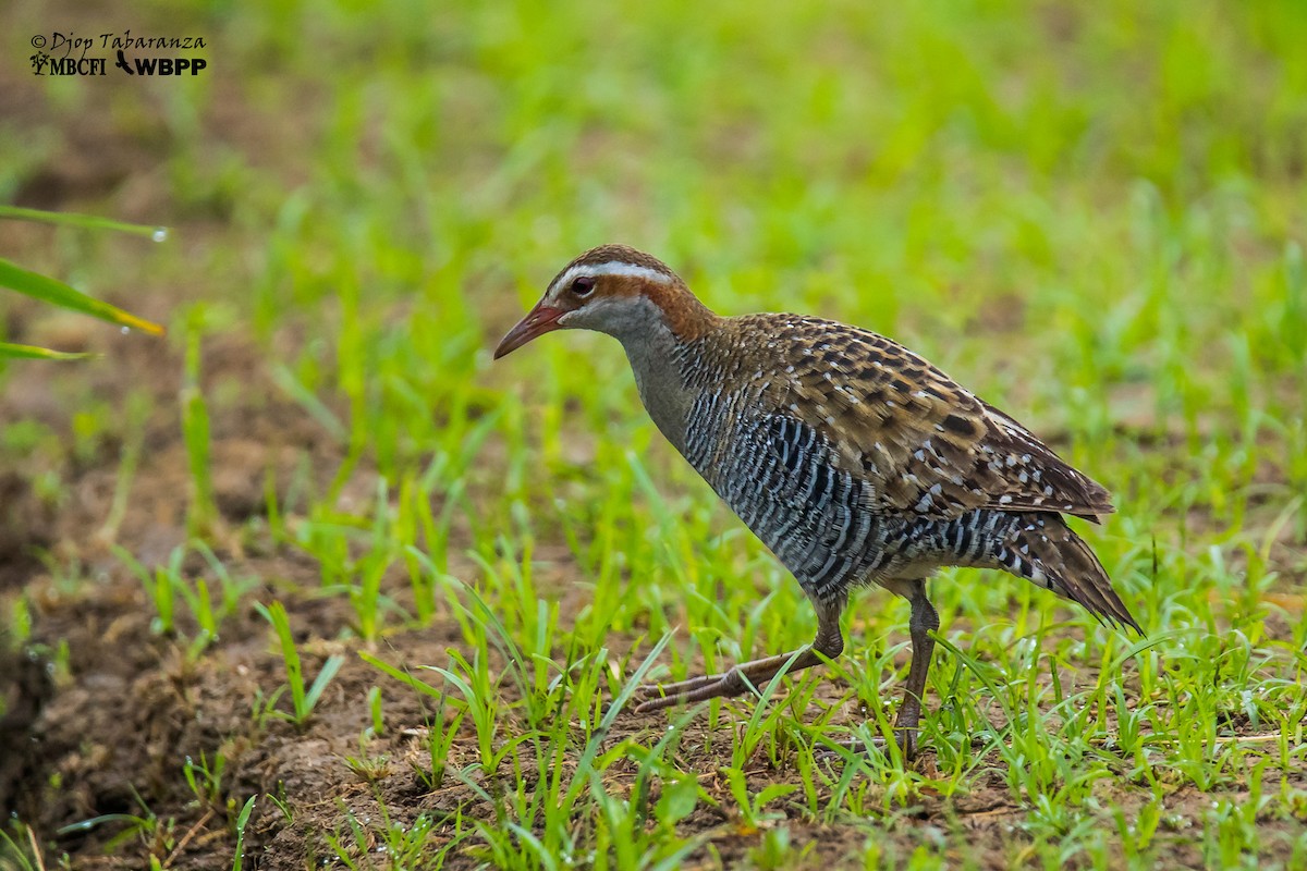 Buff-banded Rail - ML205703681