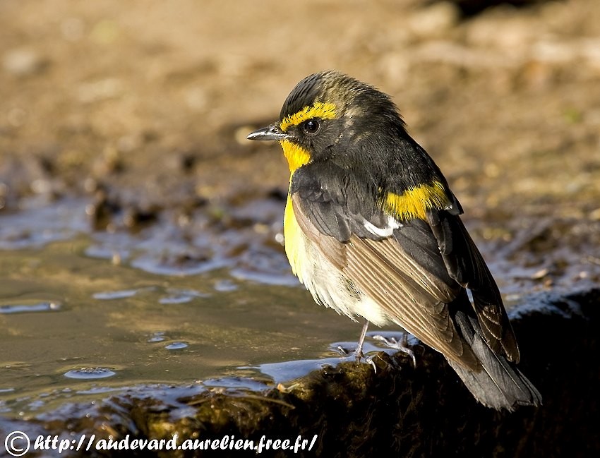 Narcissus Flycatcher - ML205704211