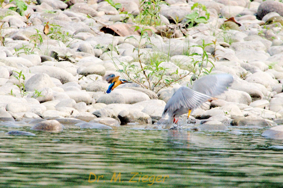 River Tern - ML205704571