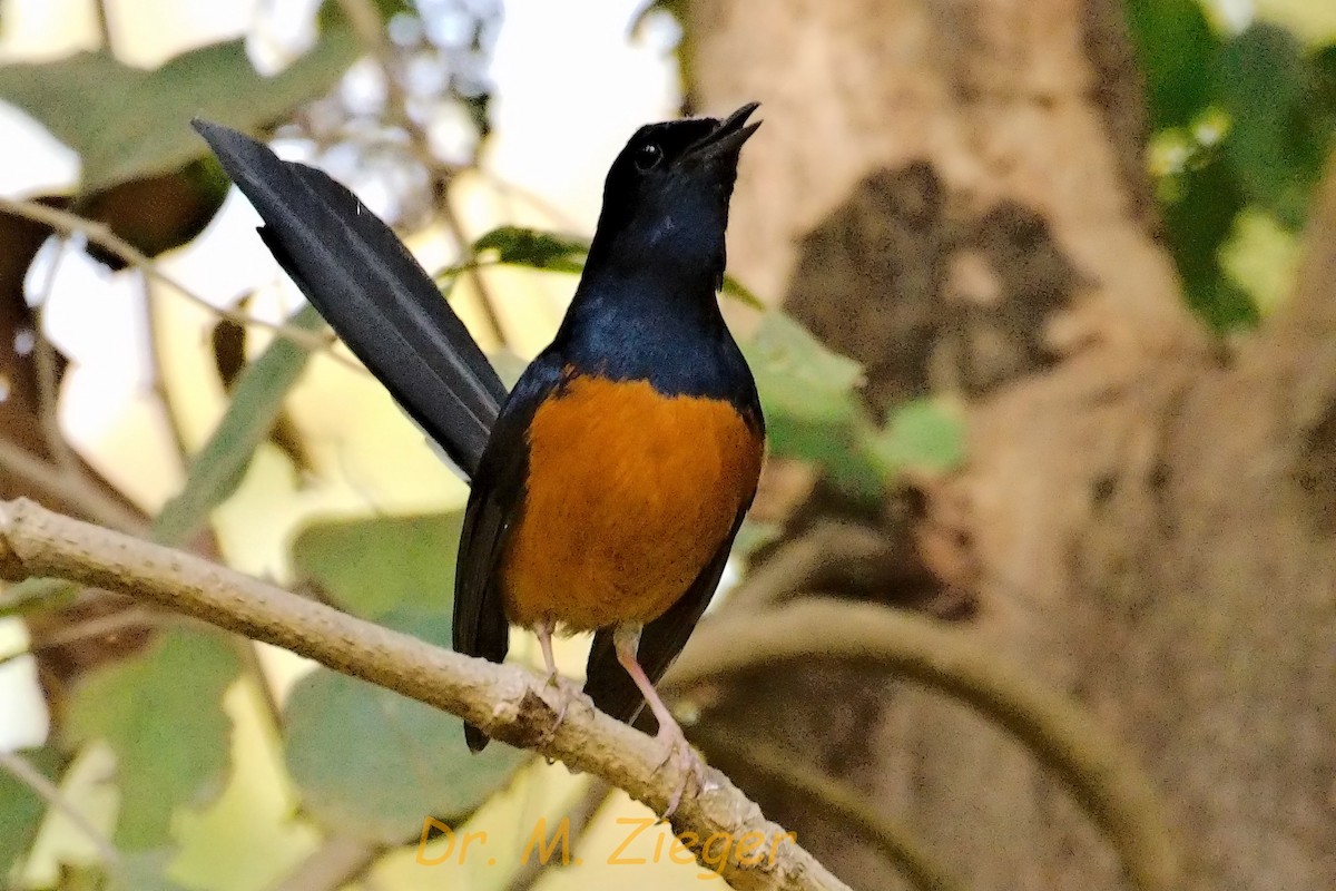 White-rumped Shama - ML205704691