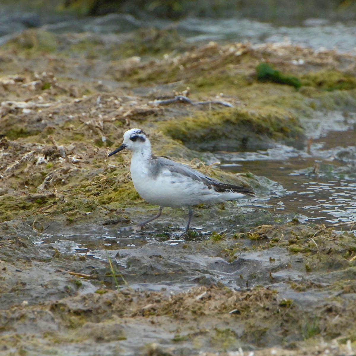 Red Phalarope - ML205704921