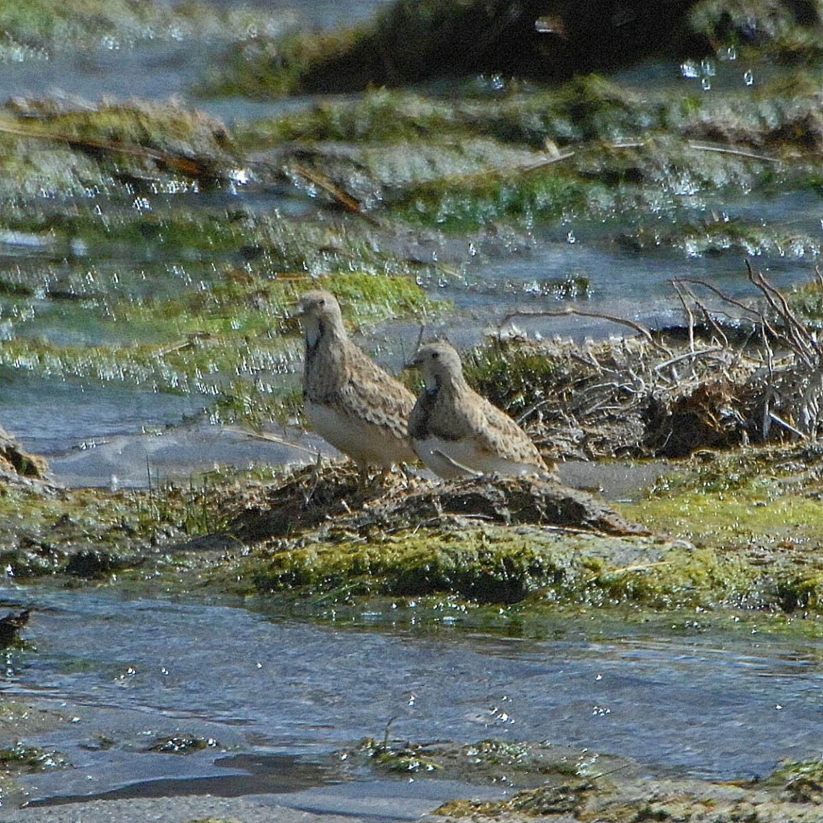 Least Seedsnipe - ML205704941