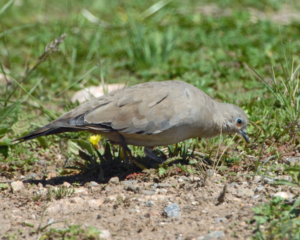 Black-winged Ground Dove - ML205705011