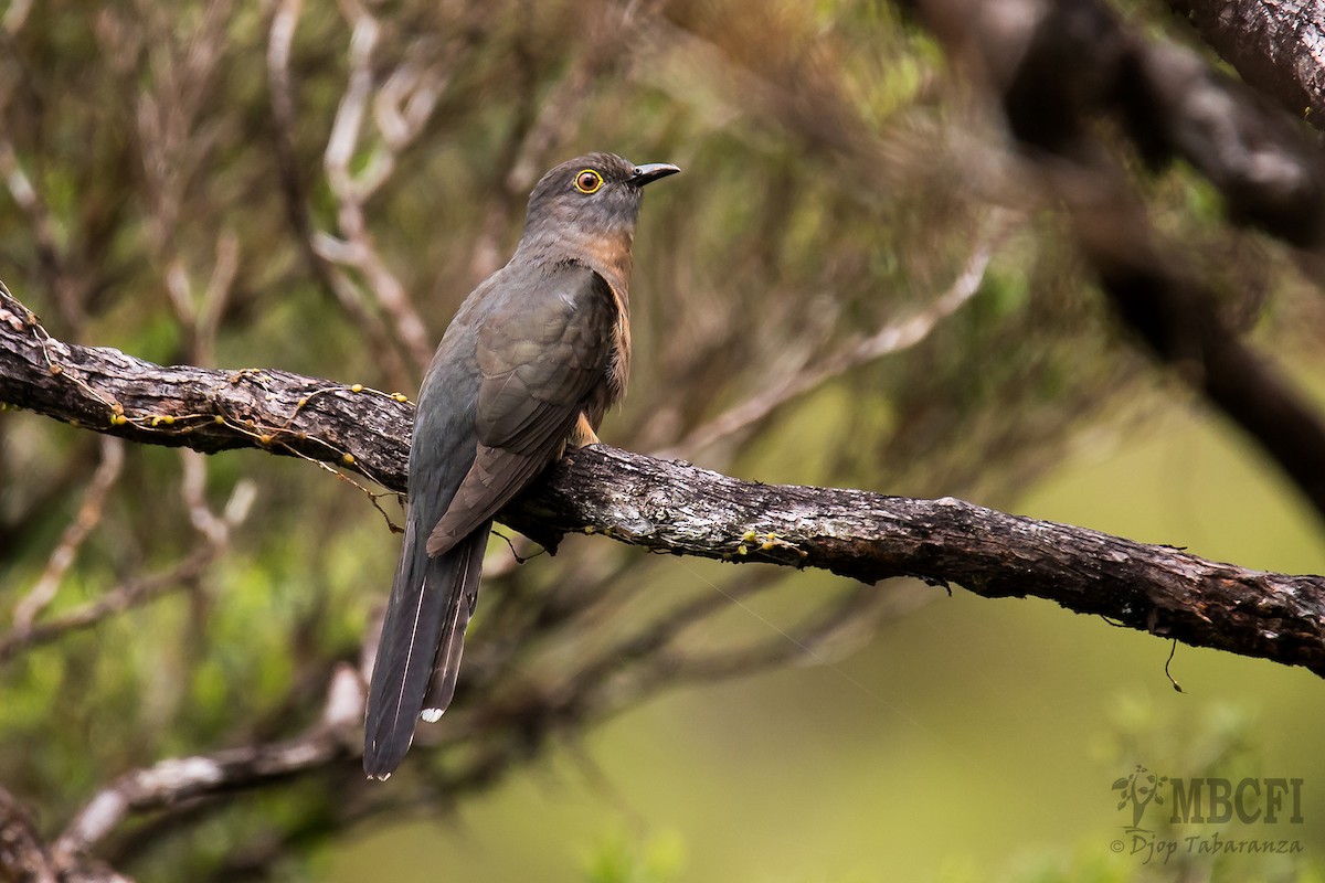 Brush Cuckoo (Sunda) - ML205705511