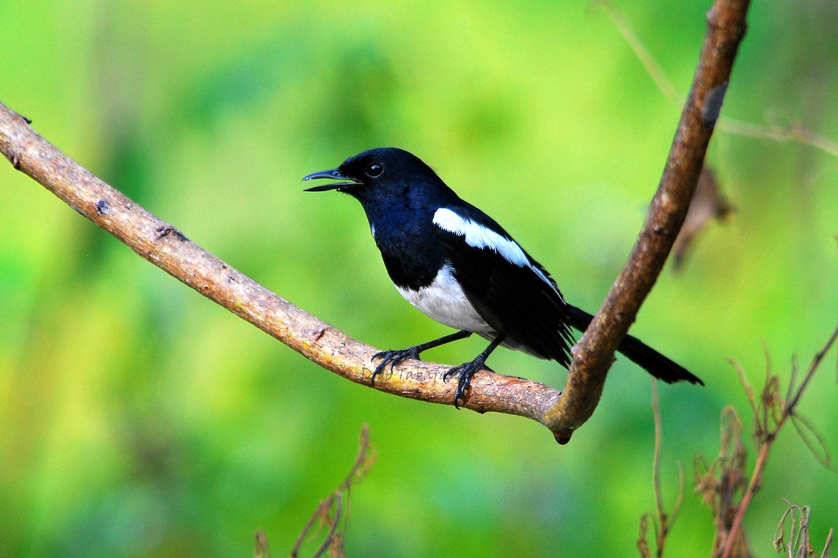 Philippine Magpie-Robin - ML205705541