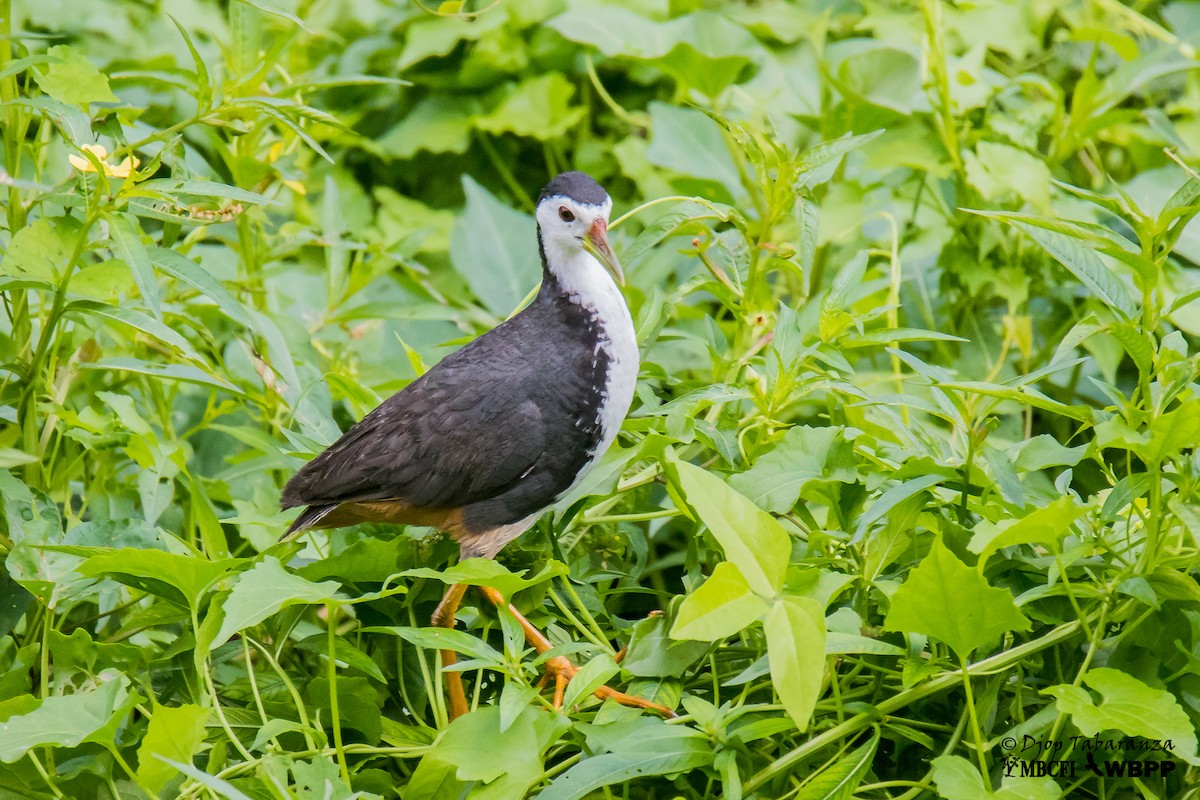 White-breasted Waterhen - ML205705581