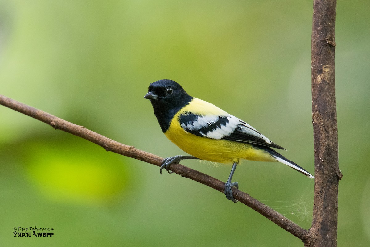 Palawan Tit - Djop Tabaranza