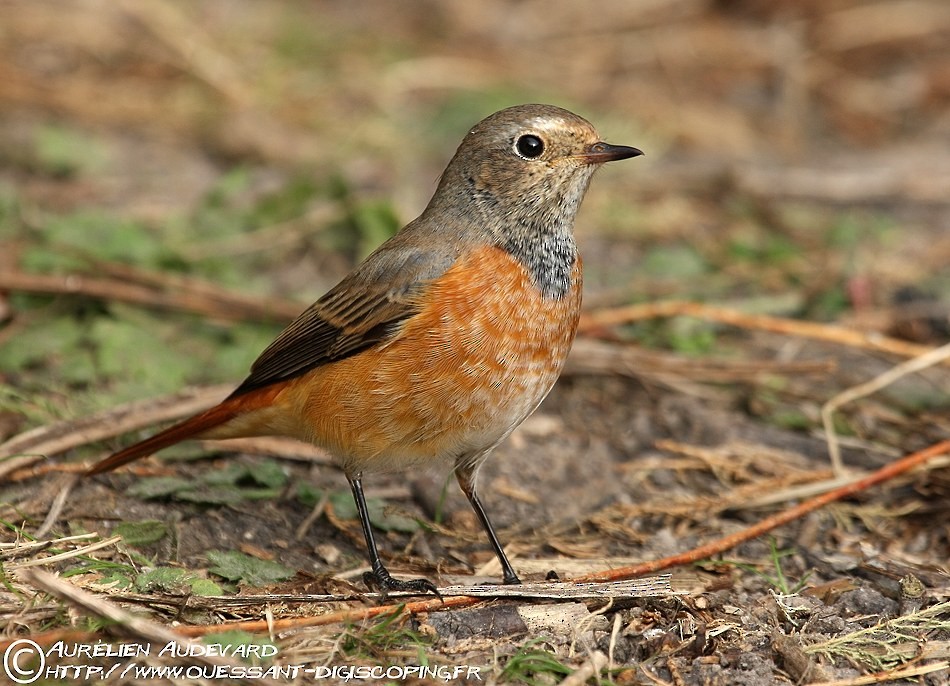 Common Redstart - ML205705921