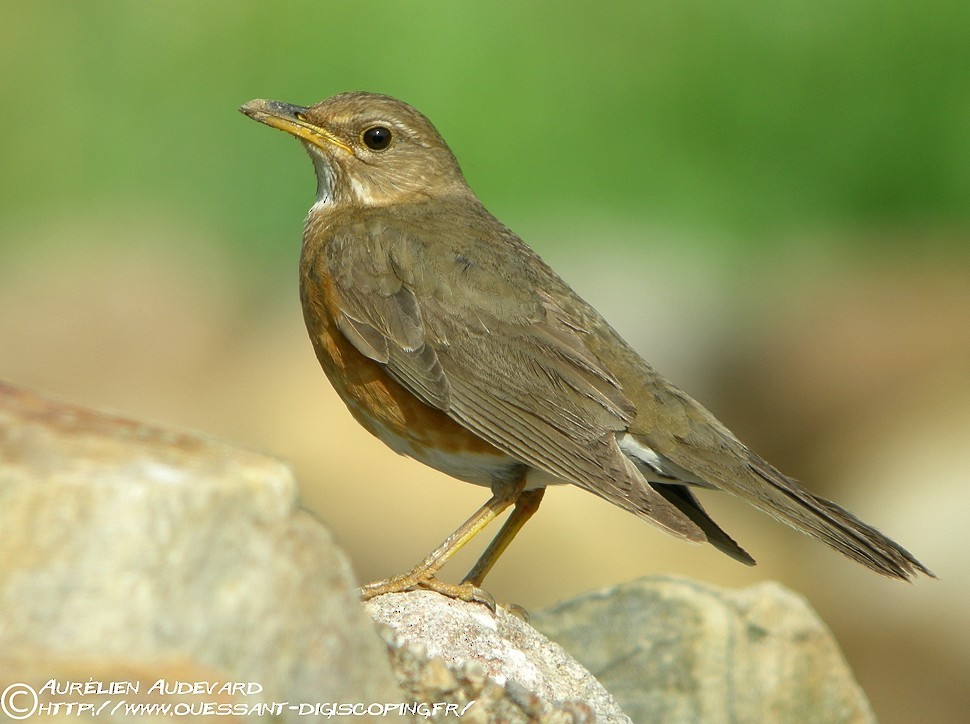 Brown-headed Thrush - AUDEVARD Aurélien