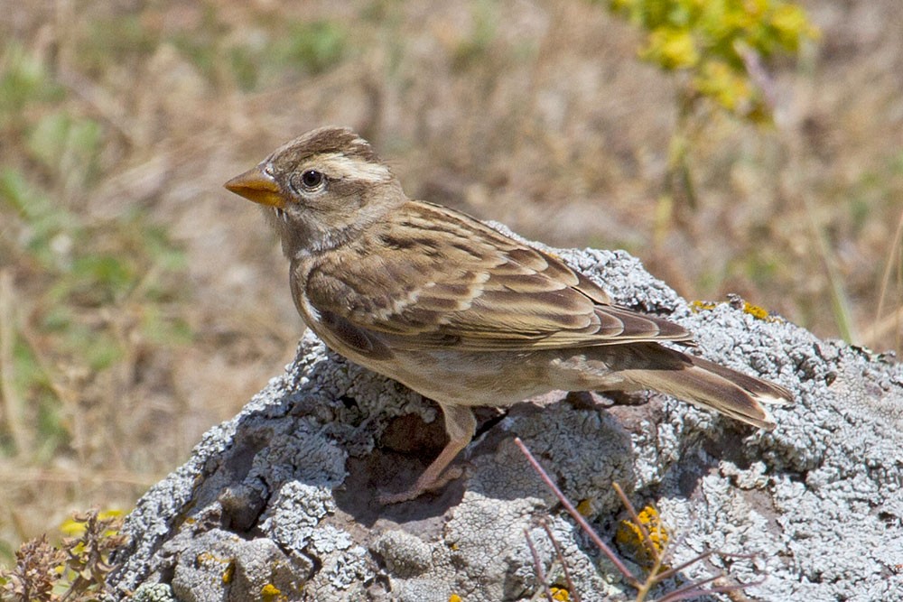 Rock Sparrow - ML205706471