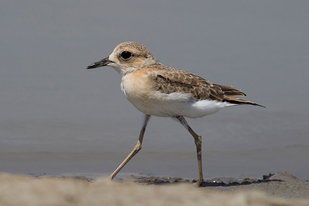 Greater Sand-Plover - ML205706511