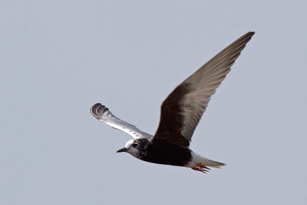 Буурал хараалай - ML205706531