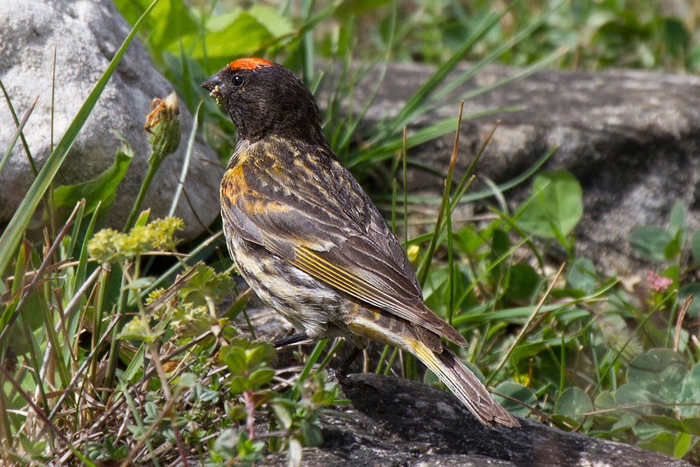 Fire-fronted Serin - ML205706541