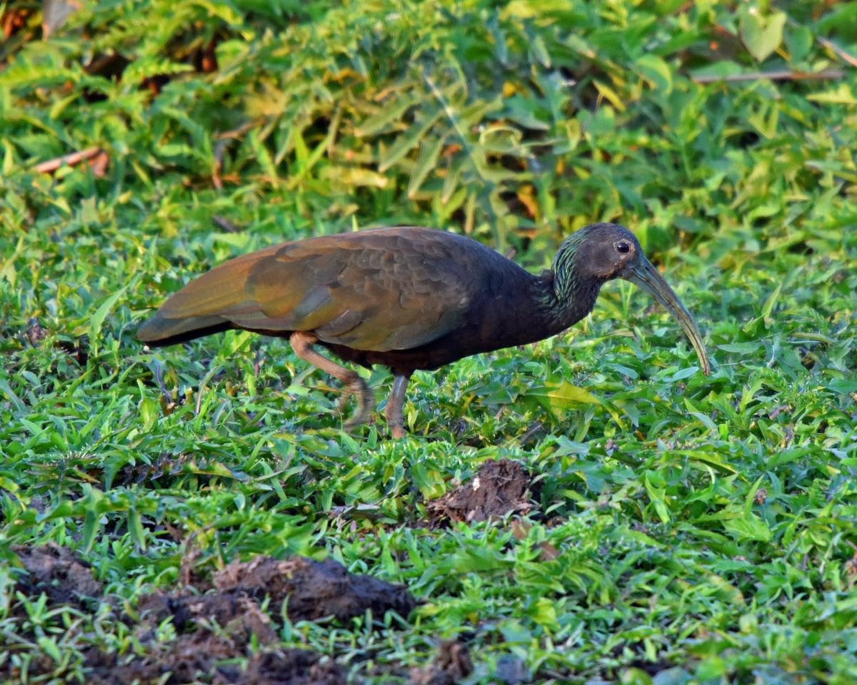 grønnakkeibis - ML205706731