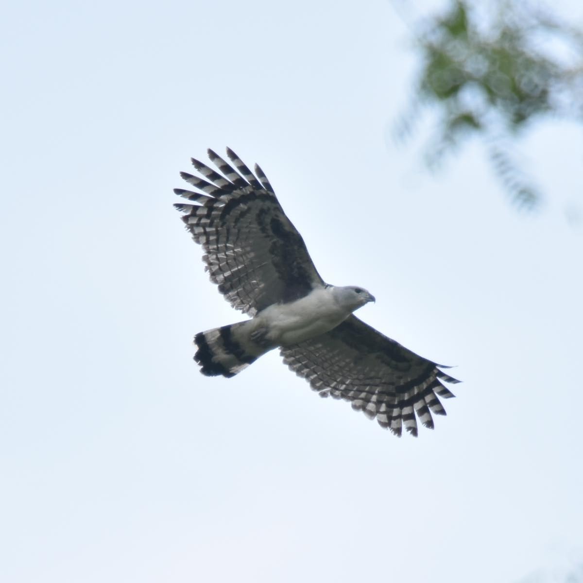 Gray-headed Kite - ML205706781