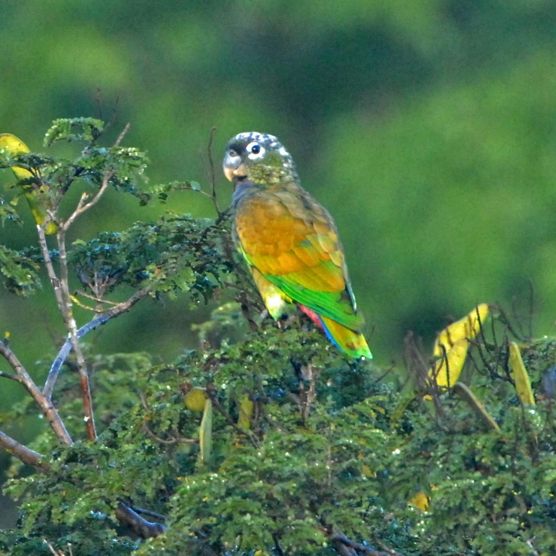 Scaly-headed Parrot - ML205706831