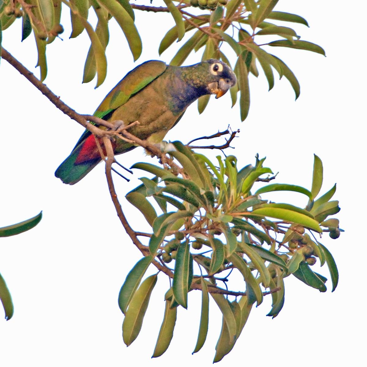 Scaly-headed Parrot - ML205706941