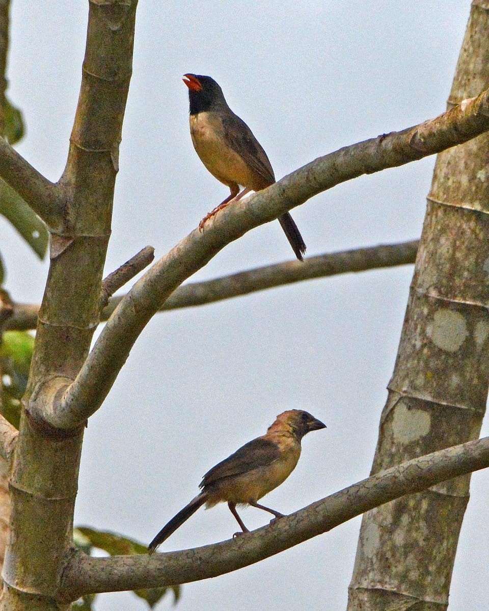 Black-throated Saltator - ML205706991