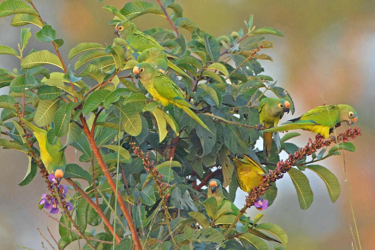 Peach-fronted Parakeet - ML205707021