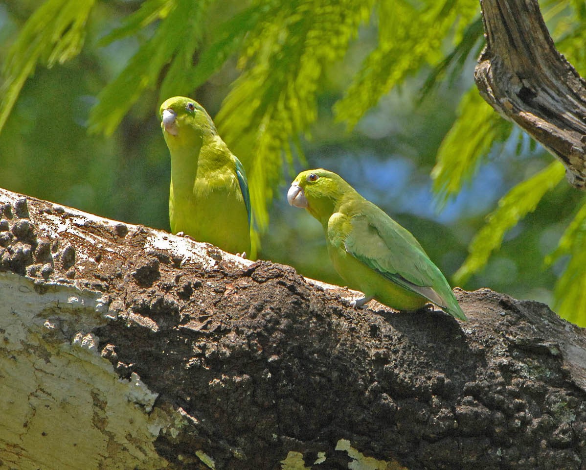 Cobalt-rumped Parrotlet - ML205707211